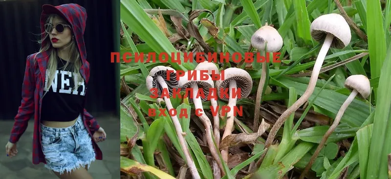 Псилоцибиновые грибы Psilocybe  продажа наркотиков  Урюпинск 